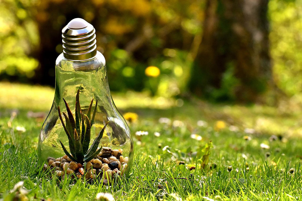 植物が中に入っている電球と草原