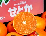 JA蒲郡市『大玉せとか』愛知県産 柑橘 秀 2〜4L 約3kg（8〜12玉）化粧箱 風袋込 ※常温