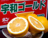 『宇和ゴールド(河内晩柑)』愛媛県産 秀品 M〜2L 約3.5kg（目安として8〜12玉）簡易箱 ※常温