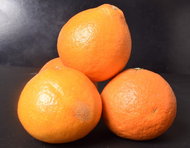 Amazon.co.jp: 愛媛県産 柑橘 みかん あいか 5kg (訳あり品