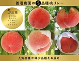 菱沼農園 福島生まれの桃 ５品種リレー （はつひめ、ふくあかり、あかつき、かぐや、ゆめかおり） 約2kg×5回 産地箱 福島県産 ※常温