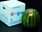 『三浦のスイカ』神奈川県産 最大級5Lサイズ 1玉 約10kg 産地箱 風袋込 ※冷蔵
