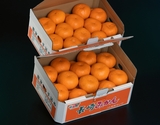 『大玉手詰め 長崎みかん』長崎県産 2〜3L 約4.5kg×2箱 産地箱 ※常温 JA長崎せいひ