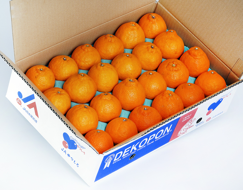 天草産ポンカン 家庭用 箱込20kg