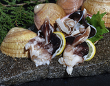 刺身用 『能登とり貝』 石川県能登半島産 小サイズ 5個（100g／個） ※冷蔵