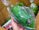 『青パパイヤ』千葉・茨城県産 1個 約400g ※冷蔵 政義