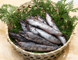 『メヒカリ』 茨城県産 約500g (約12〜15尾)　※冷蔵 高邦