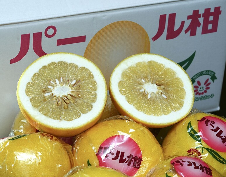 パール柑（品種：大橘）』熊本県産 秀 約4.5kg（6〜12玉）簡易箱