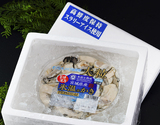 生食用『氷温かきPREMIUM』宮城県産 約500g（３〜４人前） ※冷蔵・週末限定出荷