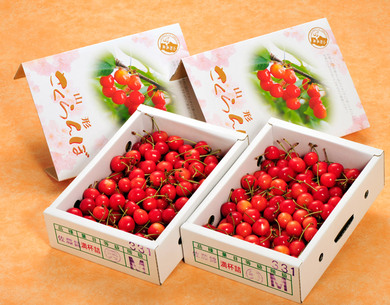秀品】 山形県産 さくらんぼ 佐藤錦 Mサイズ 約1.2kg (約600g×2
