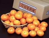 【傷アリ品】岸田果樹園の完熟 『なつみ』大分県産 約5kg S〜2Lサイズ ※常温
