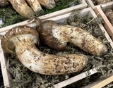 『松茸』岩手県産 つぼみ〜中つぼみ 6本 計380〜400g ※冷蔵