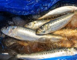 脂乗り抜群！『真いわし』石川県産 約1kg（8〜9尾） ※冷蔵 高邦
