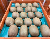 『紀の姫キウイ（ヘイワード）』和歌山県産キウイフルーツ 2L 約3.6kg（27玉） 風袋込 産地箱 ※常温