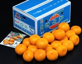 ご自宅用 バラ詰め『せとか』愛媛県産 柑橘 L〜5L 約5kg 産地箱 風袋込 ※常温【愛媛フェア】