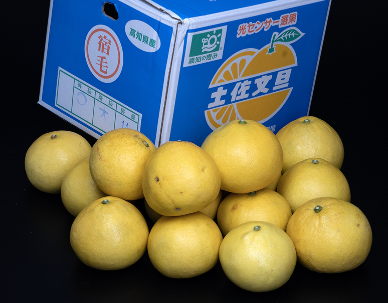 ご家庭用 『土佐文旦』 高知県宿毛産 柑橘 約4.5kg 3〜4Lサイズ