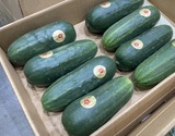 『加賀太きゅうり』 石川県産 2本 ※冷蔵 政義