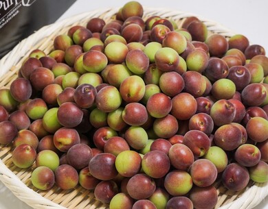小梅『パープルクィーン』和歌山県産 約4kg L〜2L 産地箱 ※冷蔵