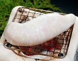 『ゴマふぐの白子（多少シミあり）』 石川・富山・新潟県産 約300g サイズ無選別 ※冷蔵 ふぐの串田