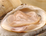 お値打ち・大粒『鹿島灘はまぐり』茨城県鹿島灘産 約500g（170gUP／粒） ※冷蔵 三清