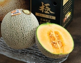 糖度18度以上『旭村の極み赤肉メロン（クインシー）』茨城県産 2玉 約1.8kg 化粧箱 ※常温