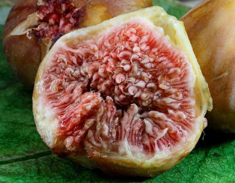 イチジク いちじく 蓬莱柿 ほうらいし 早生日本種 2年生苗