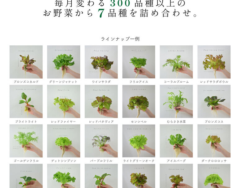 葉物野菜の7種詰め合わせ』福岡県産 約200g ギフト箱 ※冷蔵