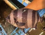 豊洲市場で朝〆『石鯛（鱗、エラ、はらわた取り）』千葉県産 1尾 原魚で約800g ※冷蔵 尾坪 【卸リクエスト可】 刺身用
