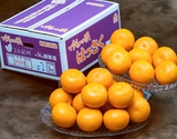 糖度12度選果『ゆらっ子 木成り八朔』和歌山県産 柑橘 L〜3L 約5kg 産地箱 風袋込 ※常温