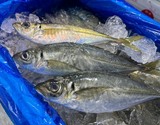 特選・脂あり 『真あじ』 長崎県、山口県産他（定置網・小網漁） 2尾（200〜300g／尾） ※冷蔵 尾坪