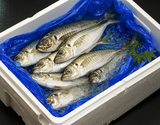 大サイズ 『真アジ』 島根県産 約1kg（4〜5尾） ※冷蔵
