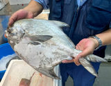 『マナガツオ（5枚おろし）』兵庫淡路県産 1尾（原魚で約1kg）※冷蔵 尾坪