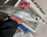 『太刀魚（尾頭落とし・2分割）』神奈川県小柴産 1尾（原魚で1.2kg前後）※冷蔵 尾坪