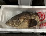 【原魚で17.2kg】刺身用『チャイロマルハタ（茶色丸ハタ） ブロック』 鹿児島県産 延縄漁 目安として1kg前後 ※冷蔵 藤田
