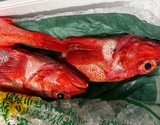 『キンキ（鱗、エラ、はらわた取り）』 三陸産 １尾 原魚で約350g ※冷蔵 尾坪 【卸リクエスト可】