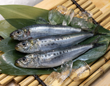 『真いわし』 北海道産 大サイズ 5尾（目安として150g／尾） ※冷蔵 尾坪