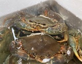 氷締め 『活ドウマンガニ 雌（ノコギリガザミ）』 静岡県浜名湖産 1杯（500〜600g） ※冷蔵 三清