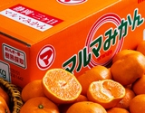 『三ヶ日マルマの樹熟 特選みかん（品種：青島）』静岡県産 S〜L 約5kg 産地箱 風袋込 ※常温
