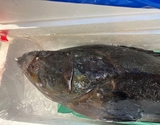 『天然 クエ（鱗、エラ、はらわた取り）』長崎県産他 1尾（原魚で2.5〜3kg） ※冷蔵 緋志