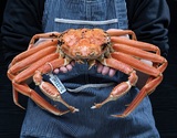 茹で松葉ガニ 浜坂産 タグ付き 1杯 1kg前後（ボイル後は1割ほど目減りします） ※冷蔵　【3月出荷】
