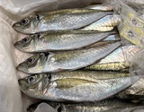 活〆 『釣り真アジ』 大分県豊後水道産 3尾（150〜200g／尾）※冷蔵