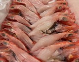 『キンキの開き』青森県八戸産 2尾（100g〜120g／尾） ※冷蔵 緋志