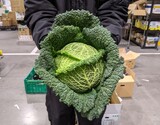 『サボイキャベツ』神奈川県産 ちりめんキャベツ 1玉 1.2kgUP ※冷蔵 政義