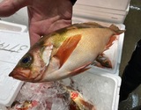 『赤メバル（鱗、エラ、はらわた取り）』 青森県産他 原魚で約400g ※冷蔵 泉久 【卸リクエスト可】