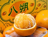 『木成り八朔』和歌山県産 柑橘 秀 2L 約5kg 簡易箱 ※常温