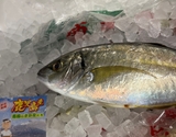 『天然 シマアジ（鱗、エラ、はらわた取り）』 鹿児島県串木野産 1尾 原魚で550〜600g ※冷蔵 泉久 【卸リクエスト可】刺身用