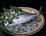 『生食用 姫さば (養殖)』 兵庫坊勢島産 1尾 (550ｇ前後)  ※冷蔵