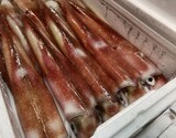 食べ比べ『イカ2種セット』 各1杯 （長崎県産 白イカ 250g前後・茨城県産 ヤリイカ オス 170g前後） ※冷蔵 泉久