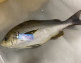 『値賀咲イサキ（鱗、エラ、はらわた取り）』 長崎県小値賀産 1尾 原魚で約700g ※冷蔵 尾坪 【卸リクエスト可】 刺身用
