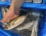 『真アジ（大サイズ）』 石川県産 約1kg（4〜5尾） ※冷蔵 高邦 【卸リクエスト可】
